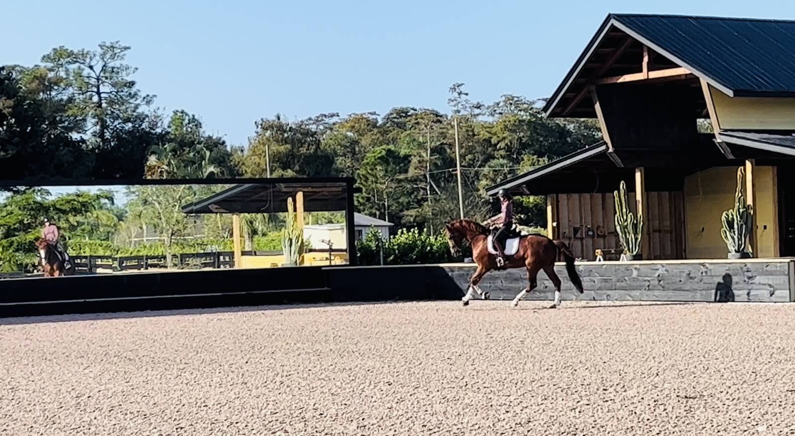 Schooling in the arena alongside the mirror wall