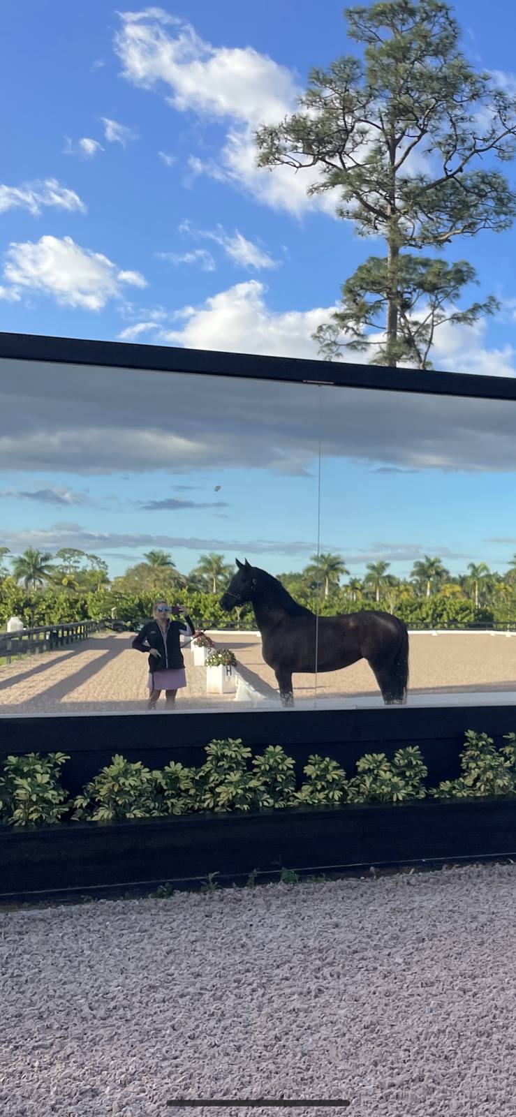 A horse reflected in the arena mirror wall
