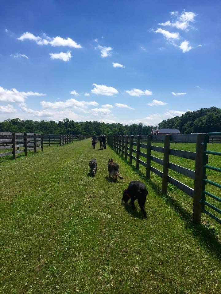 The grass lane between paddocks, dogs trailing a horse and rider