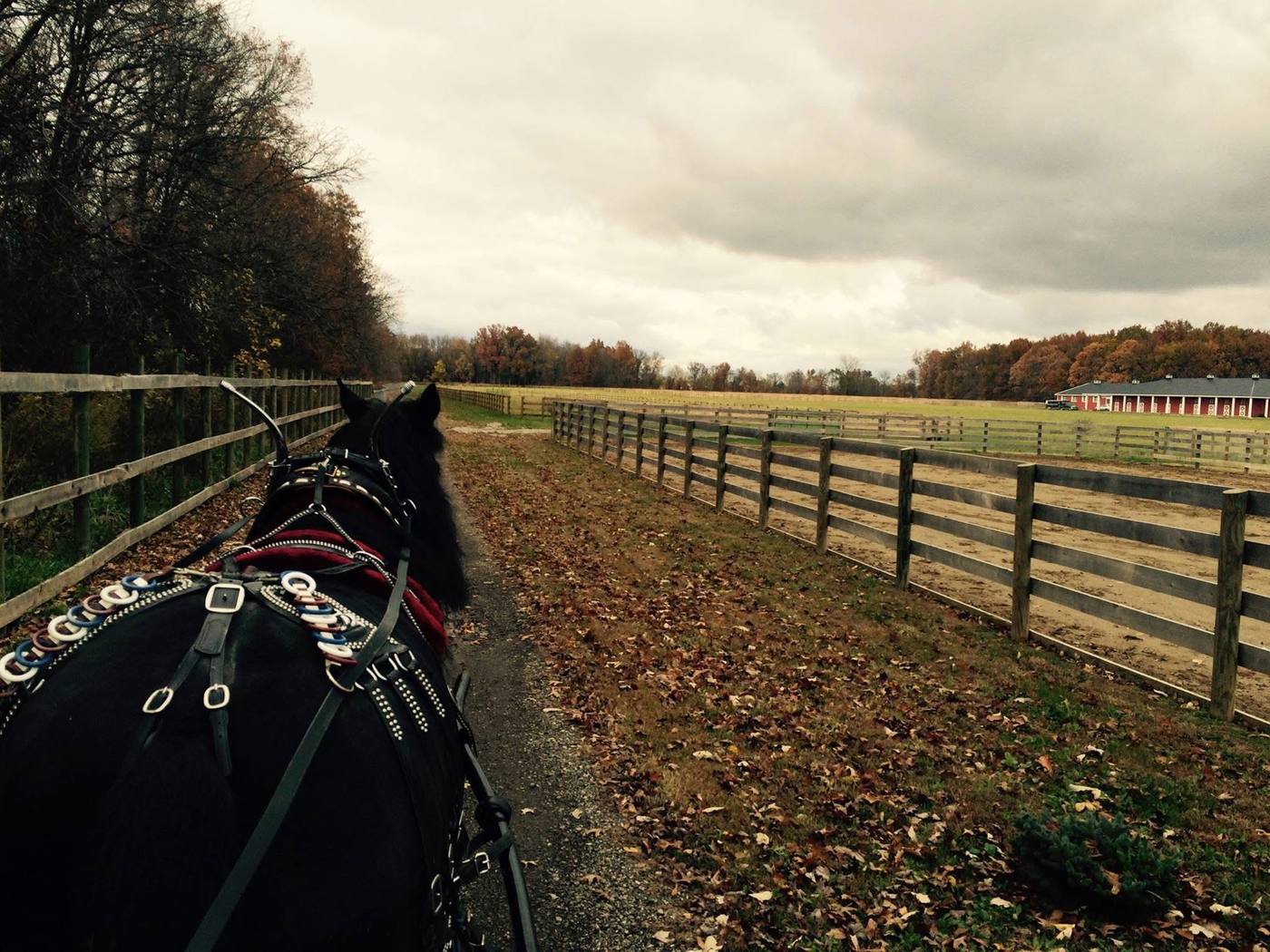 An autumn drive along the paddock fence line