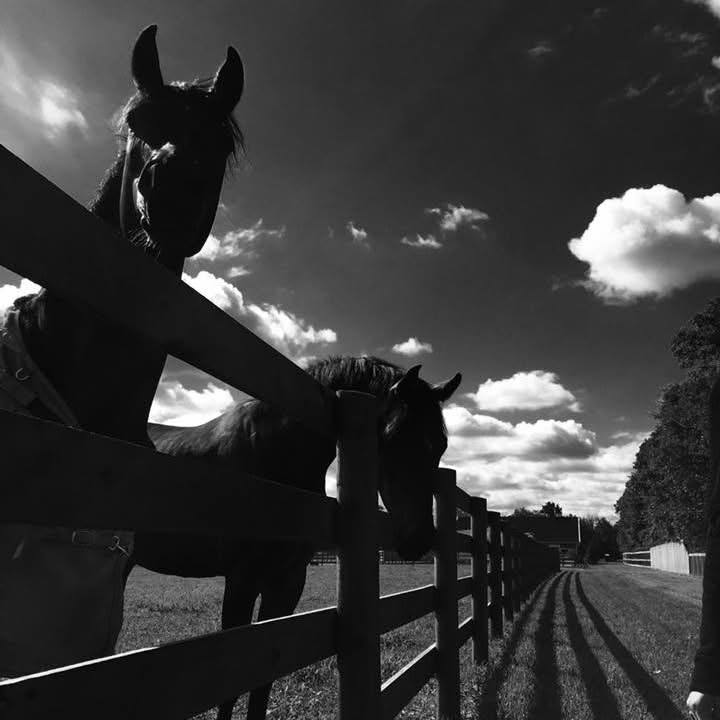 Two horses at the four-board fence