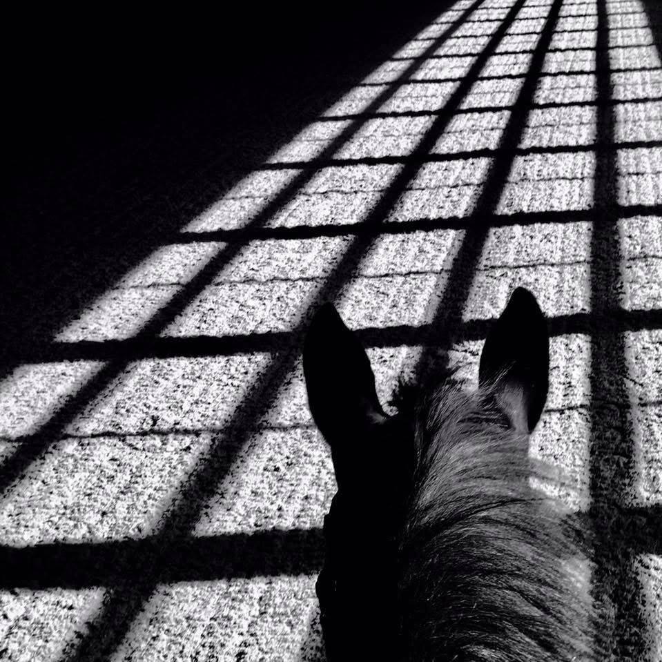 Window light across the arena footing