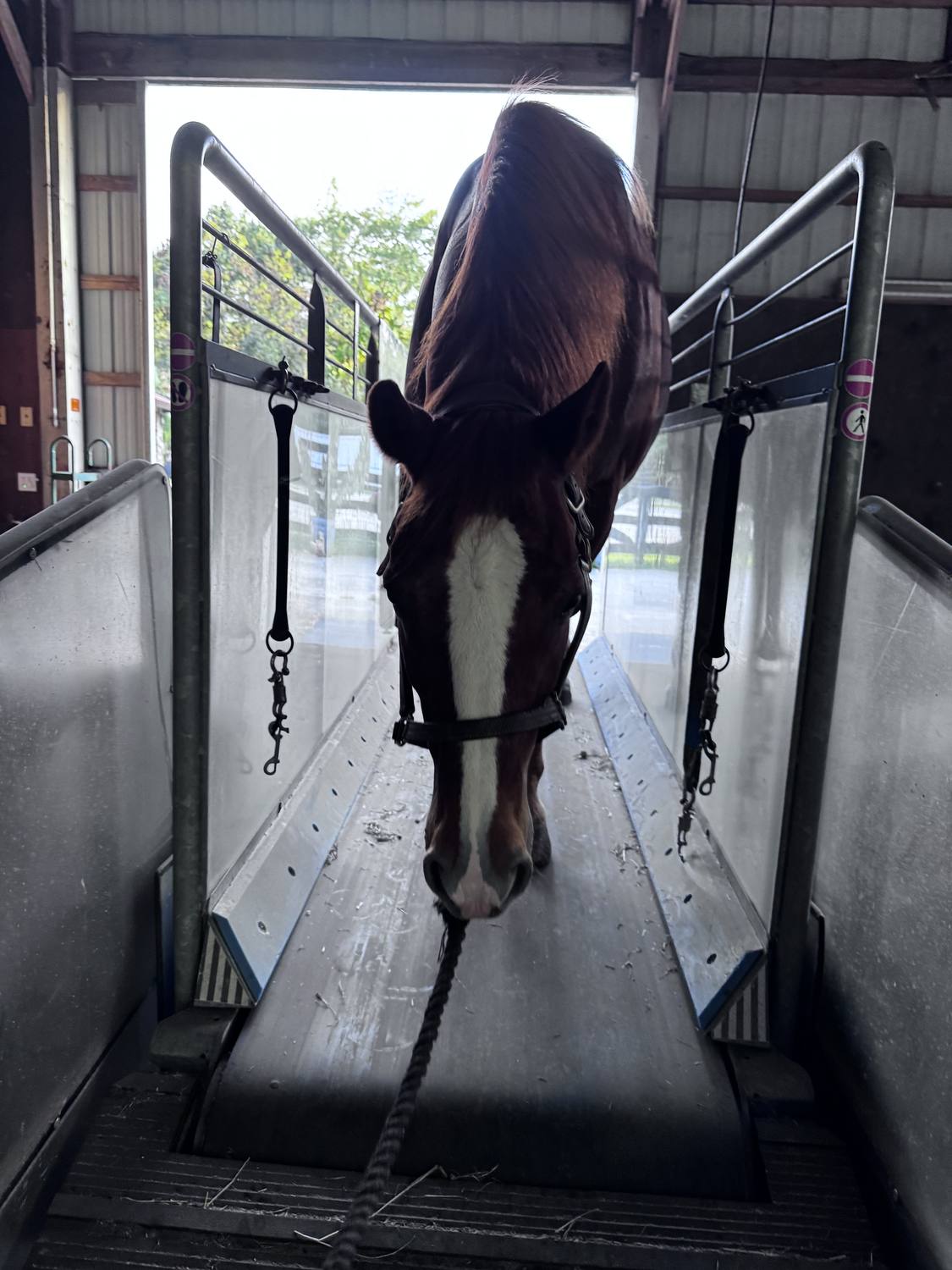 A horse working on the in-barn treadmill