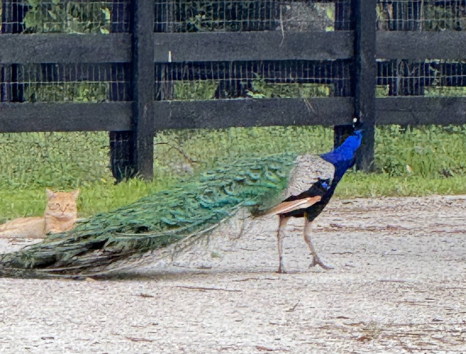 A peacock crossing the yard at Seasons East