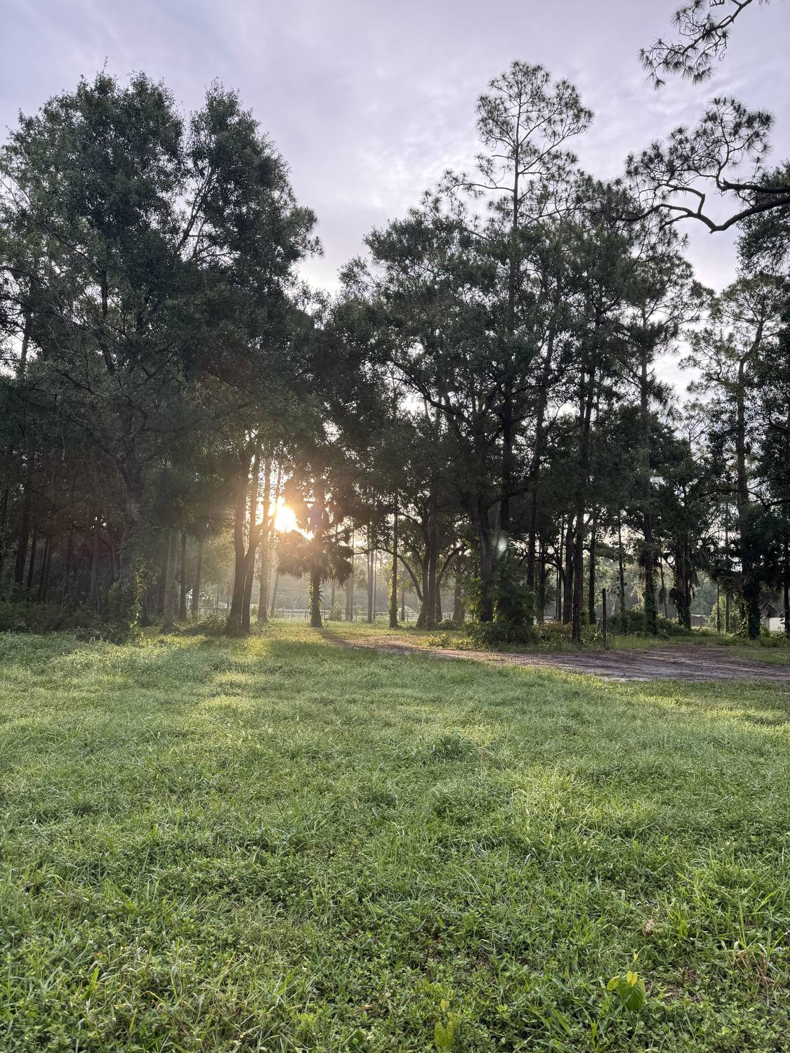 Early light through the pines