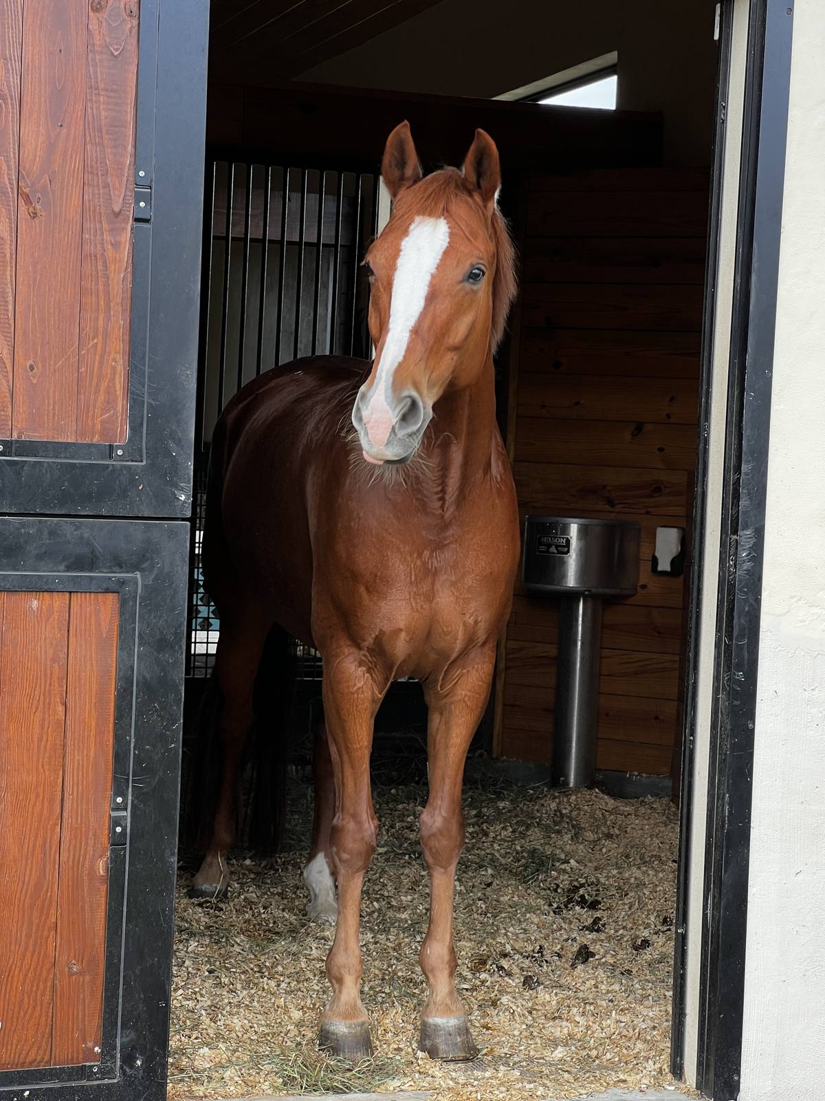 A chestnut horse standing in its stall doorway