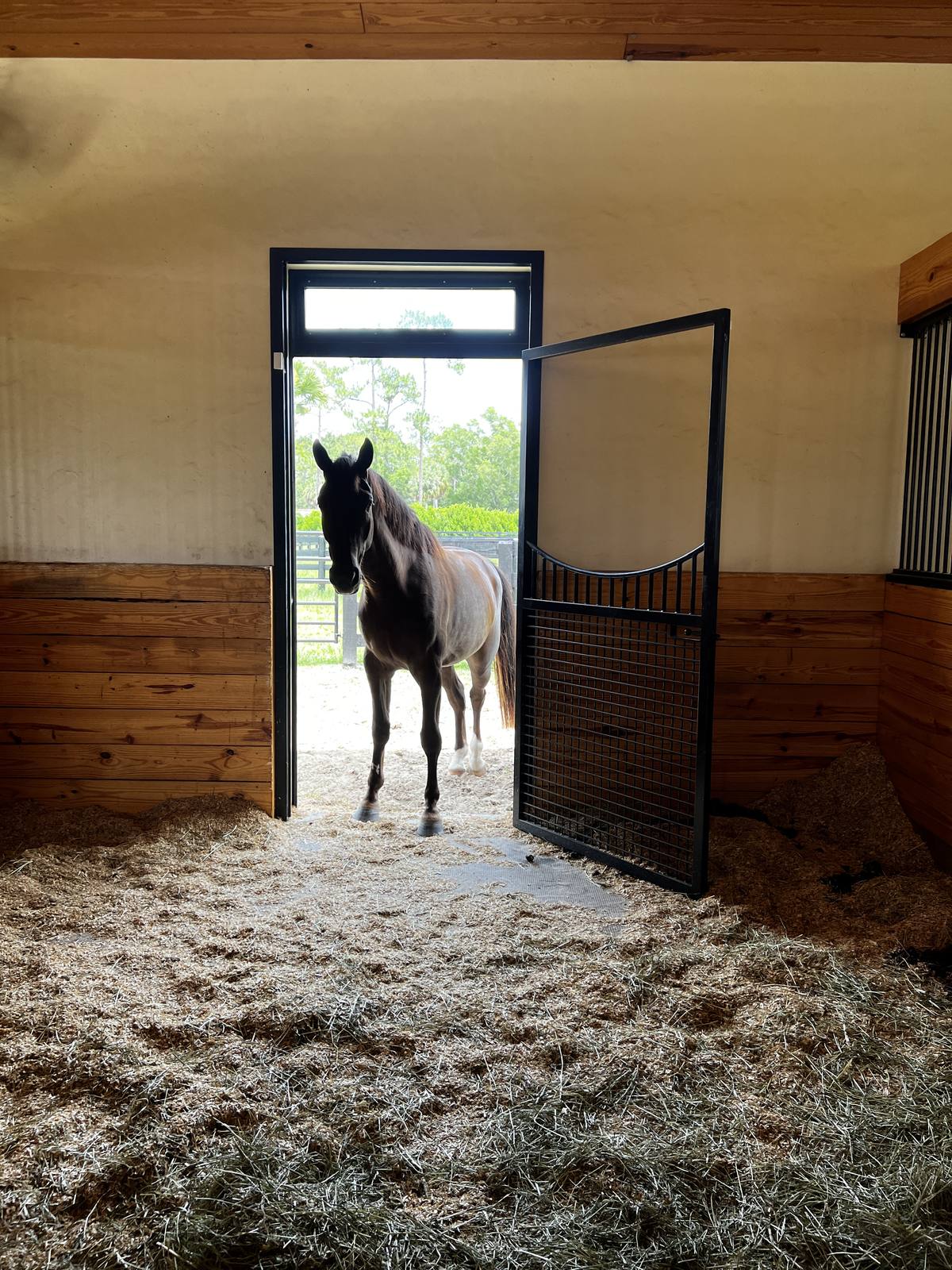 A horse framed in a stall doorway opening to the paddocks