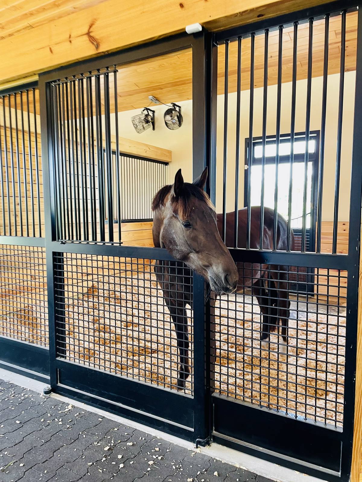 A horse looking out over its stall grille