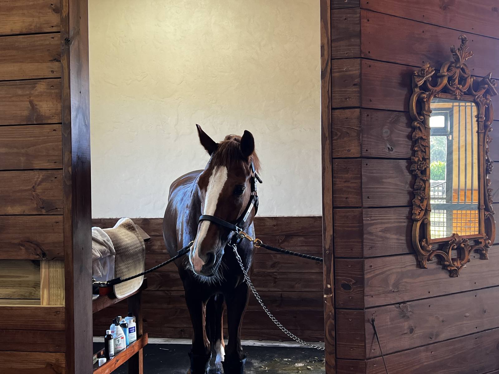 A horse cross-tied in the barn aisle