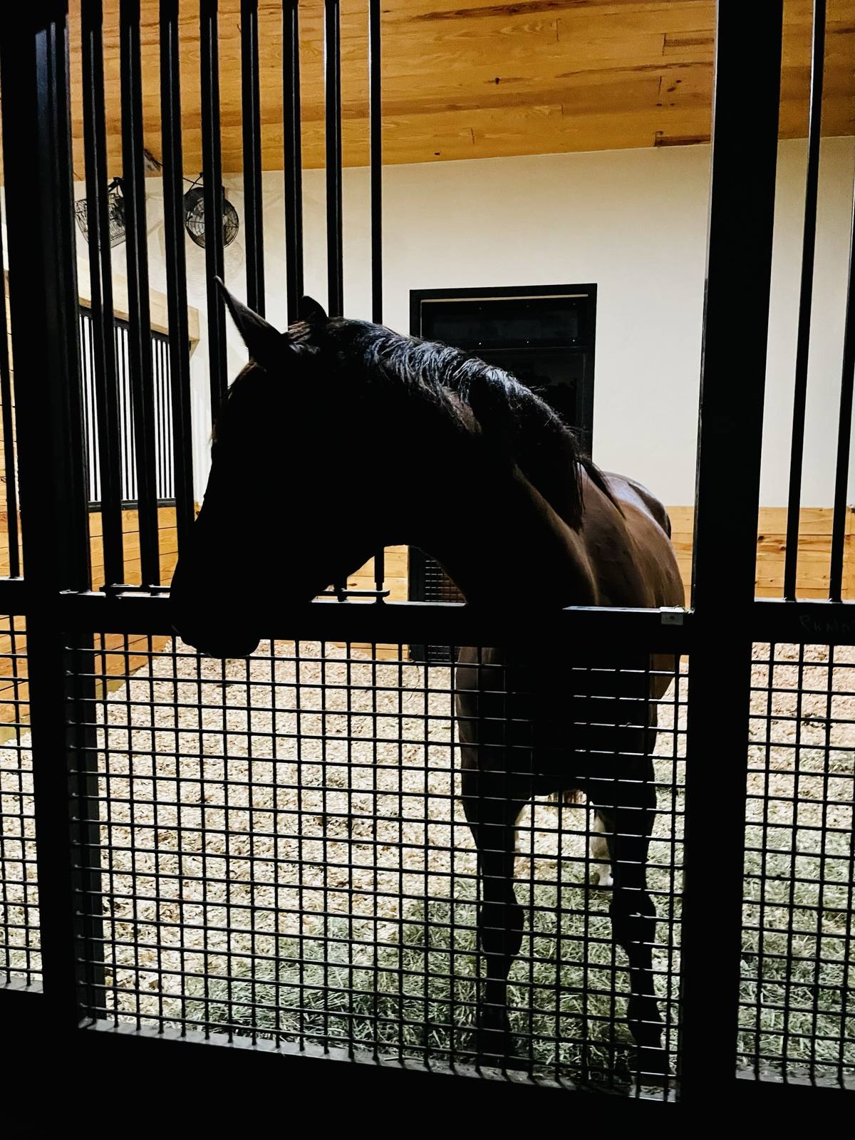 A horse at the stall front beneath the overhead fans