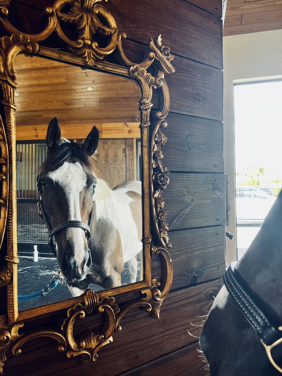 A horse reflected in the antique aisle mirror