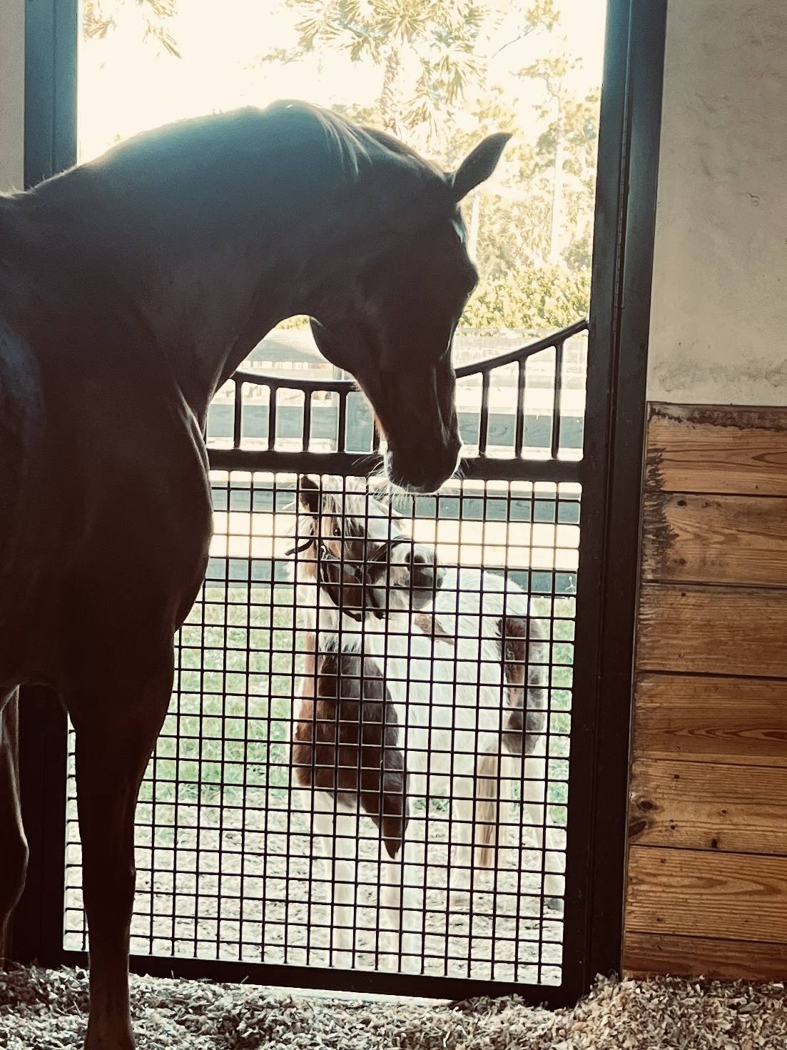 Two horses meeting at the stall screen