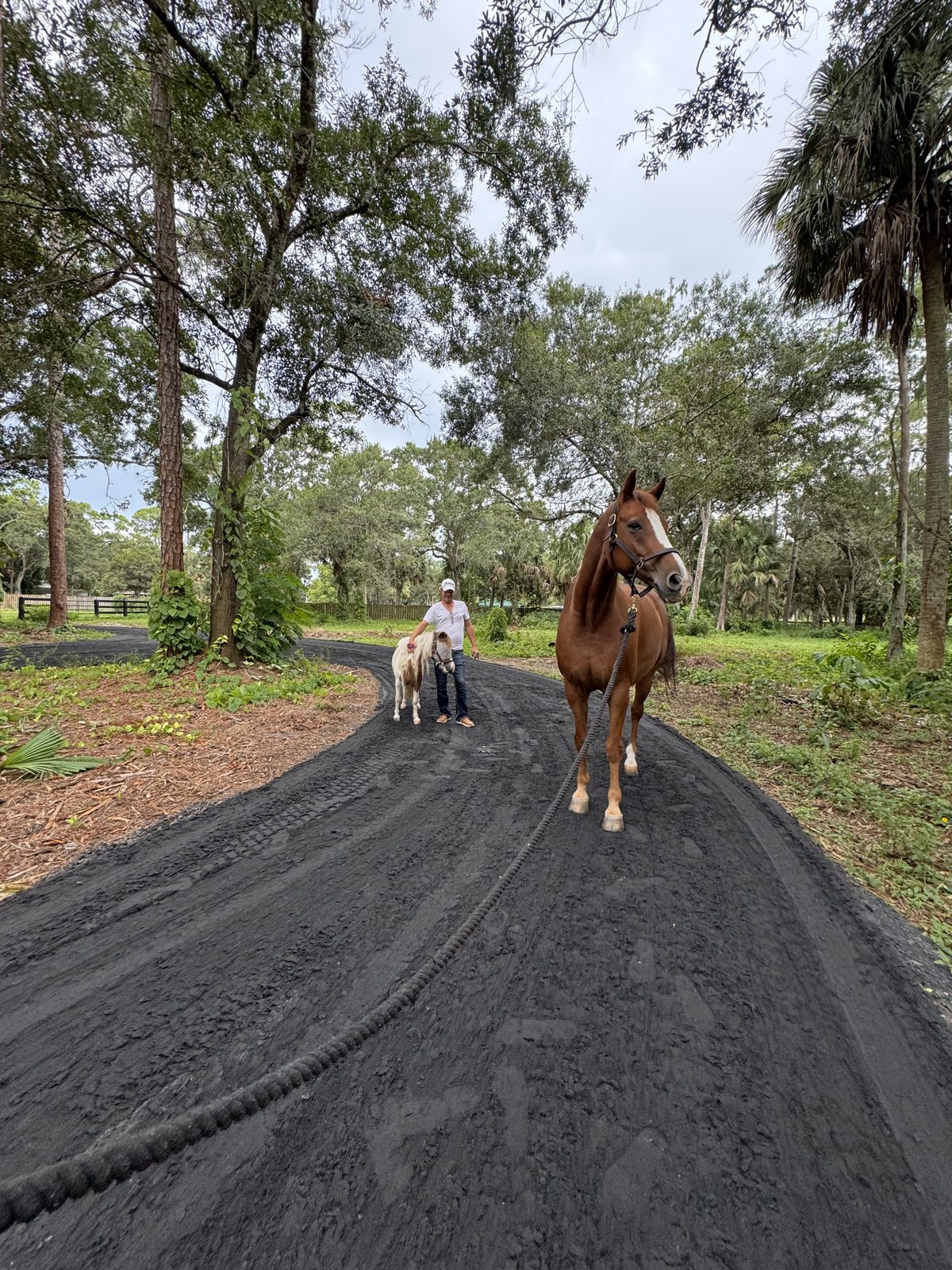 Horses on the trail at Seasons East