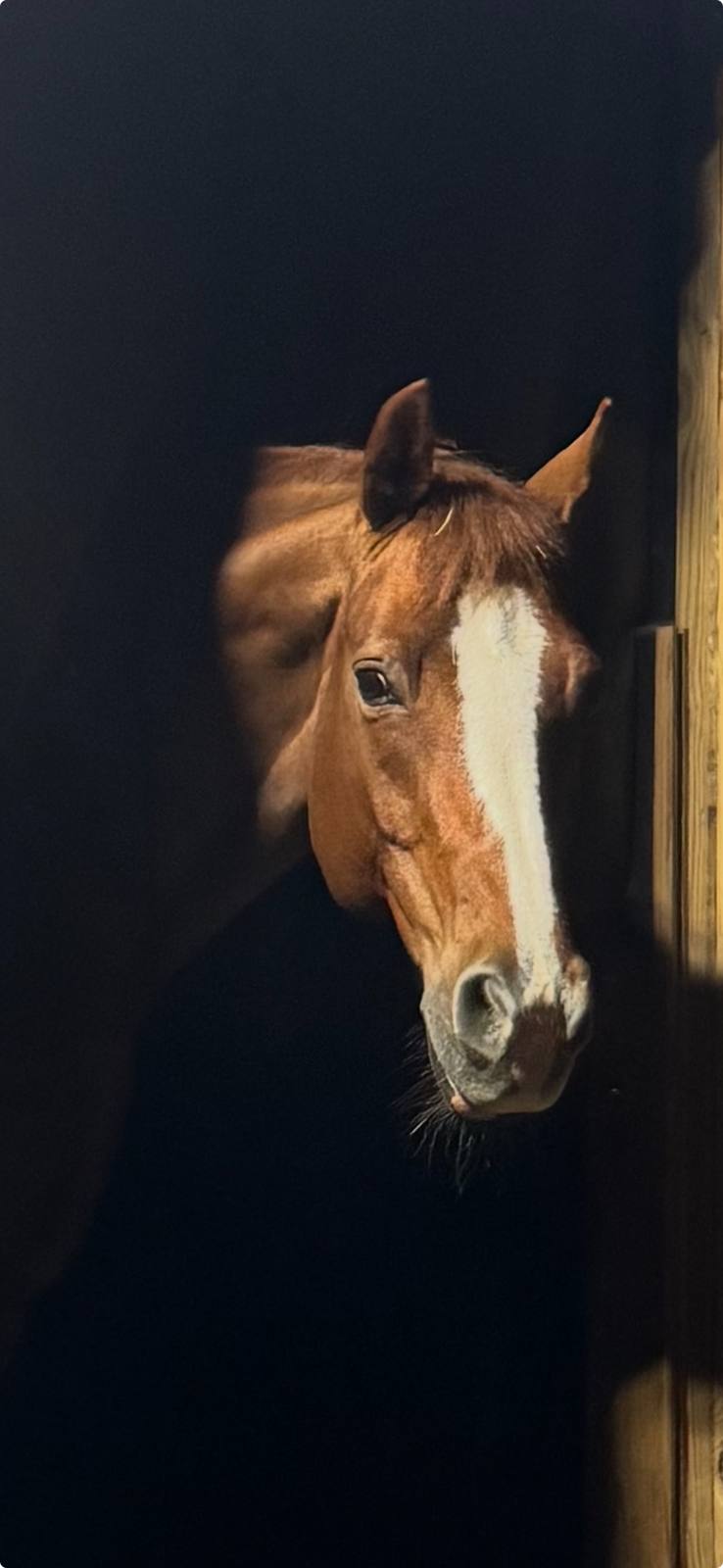 A chestnut horse with a white blaze looking out from its stall
