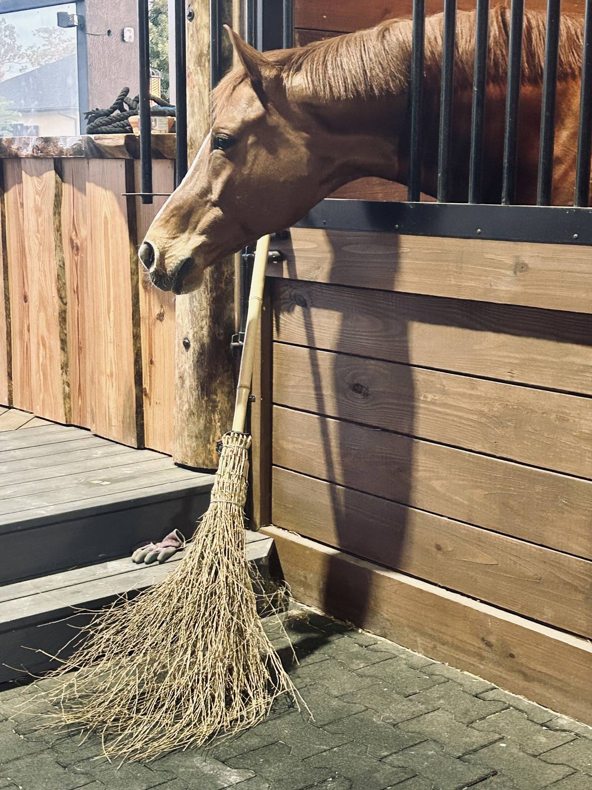 A horse looking out over its stall door