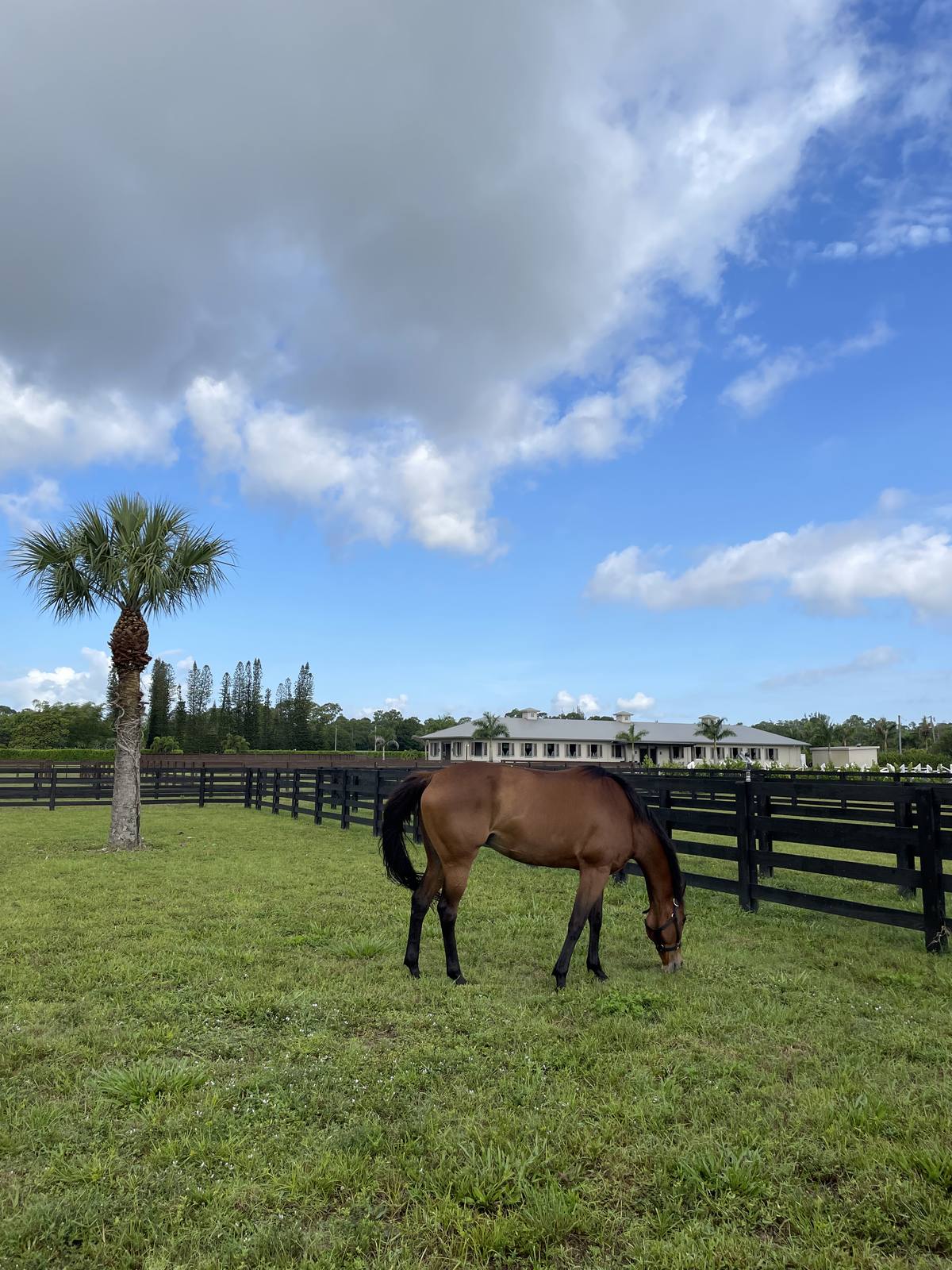 A horse grazing in a paddock with the barn beyond