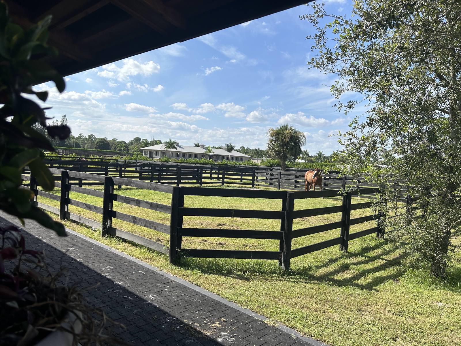 Board-fenced paddocks and the residence