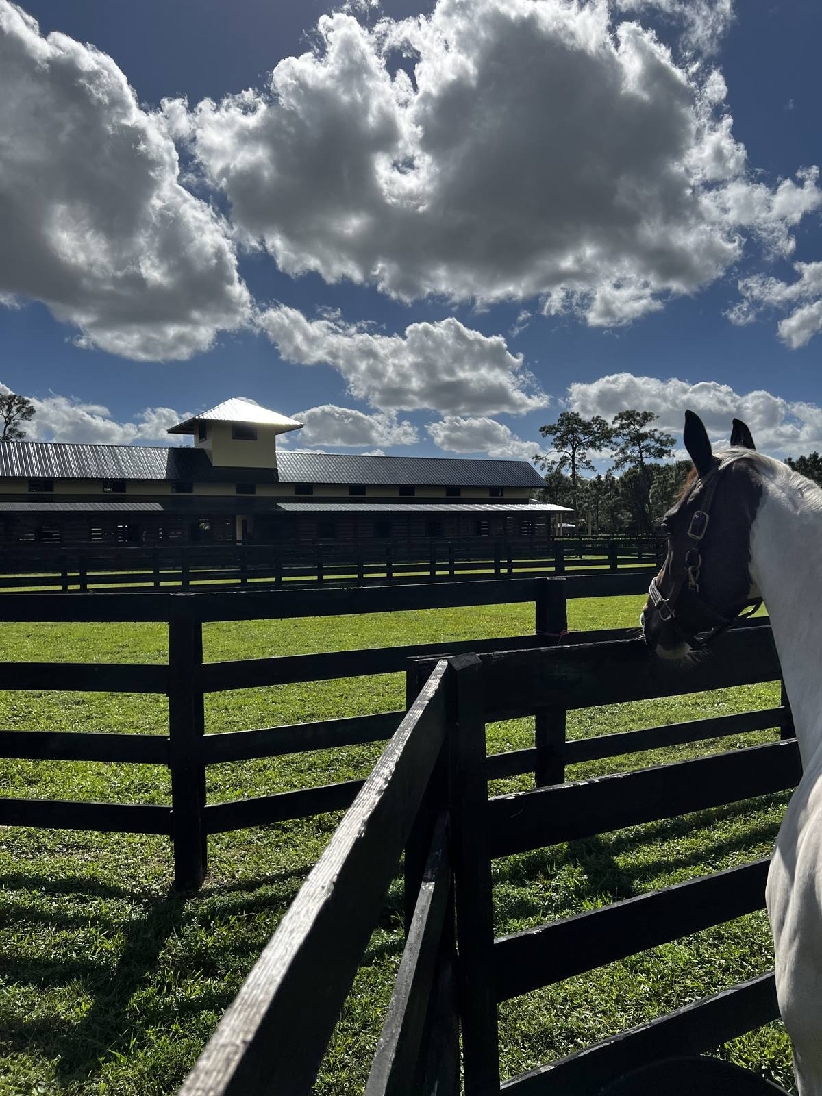A horse in the paddock looking toward the main barn