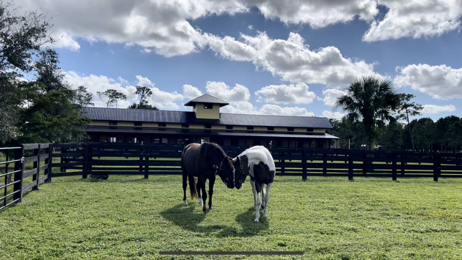 Two horses together in a paddock