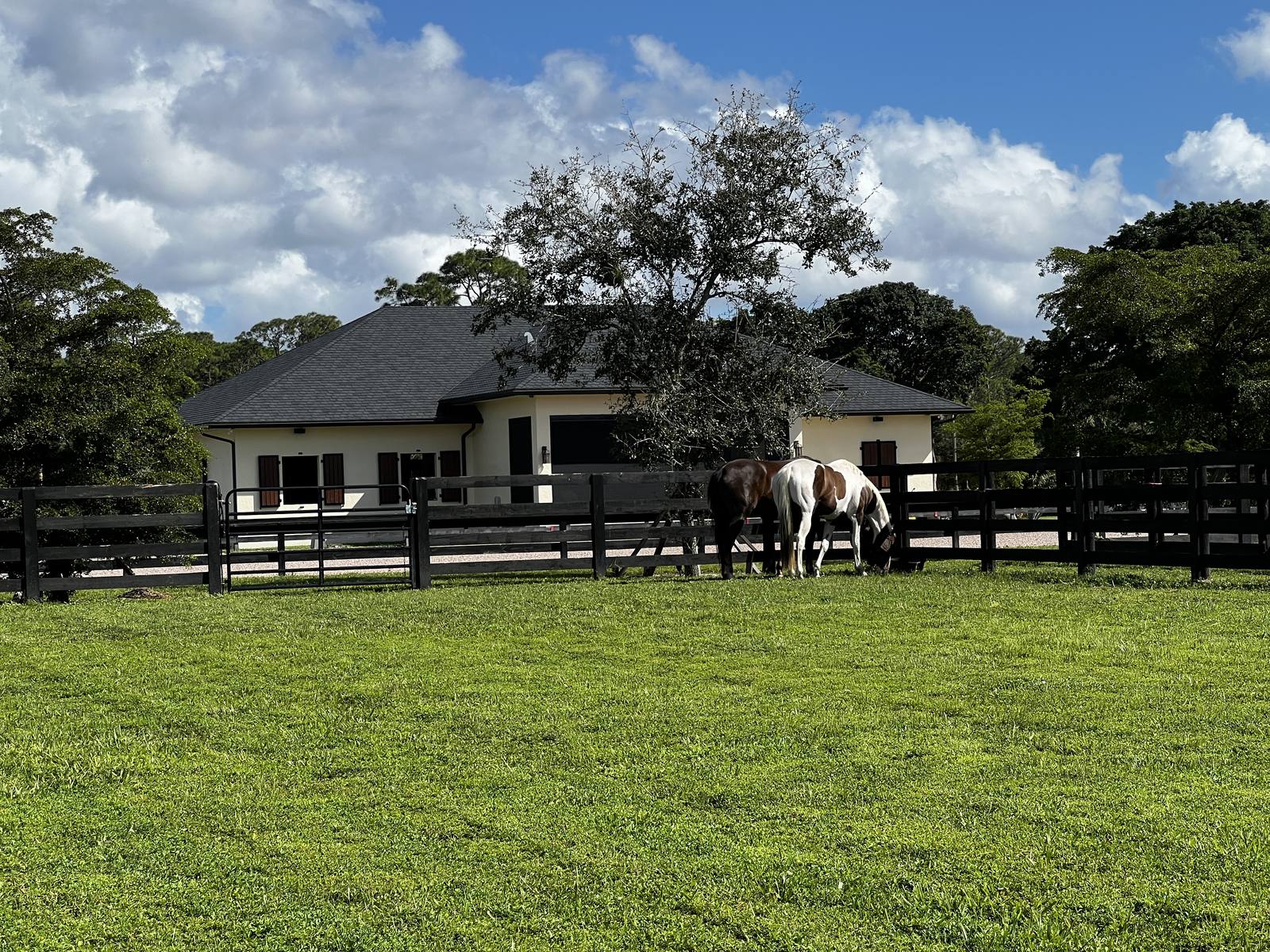 Horses grazing in a paddock by the residence
