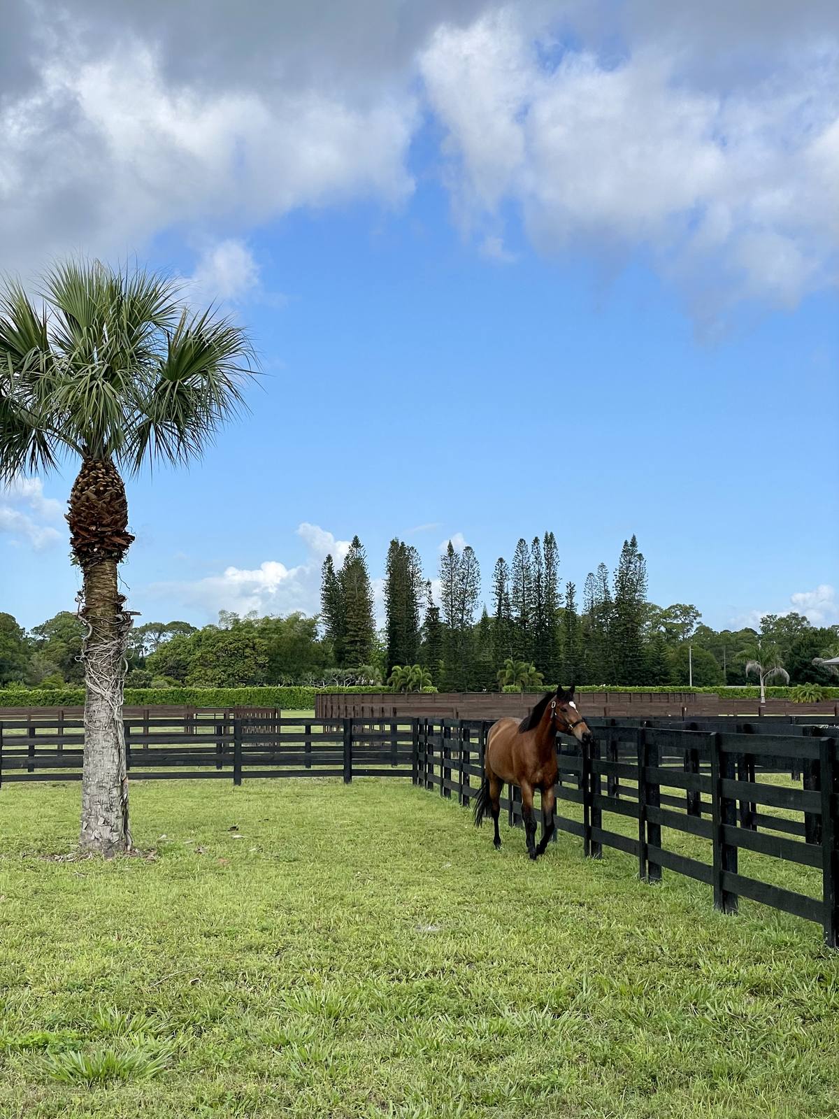 A horse along the paddock fence line