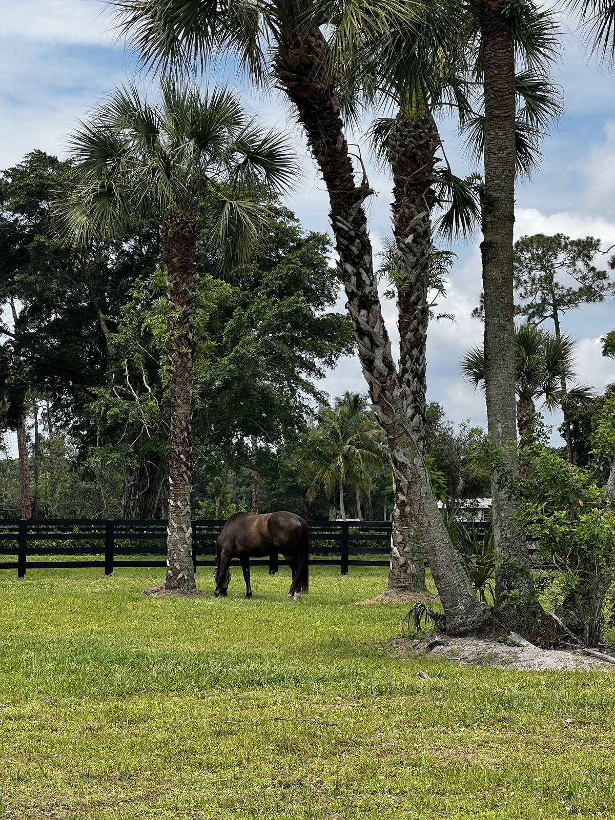 A horse grazing beneath the palms