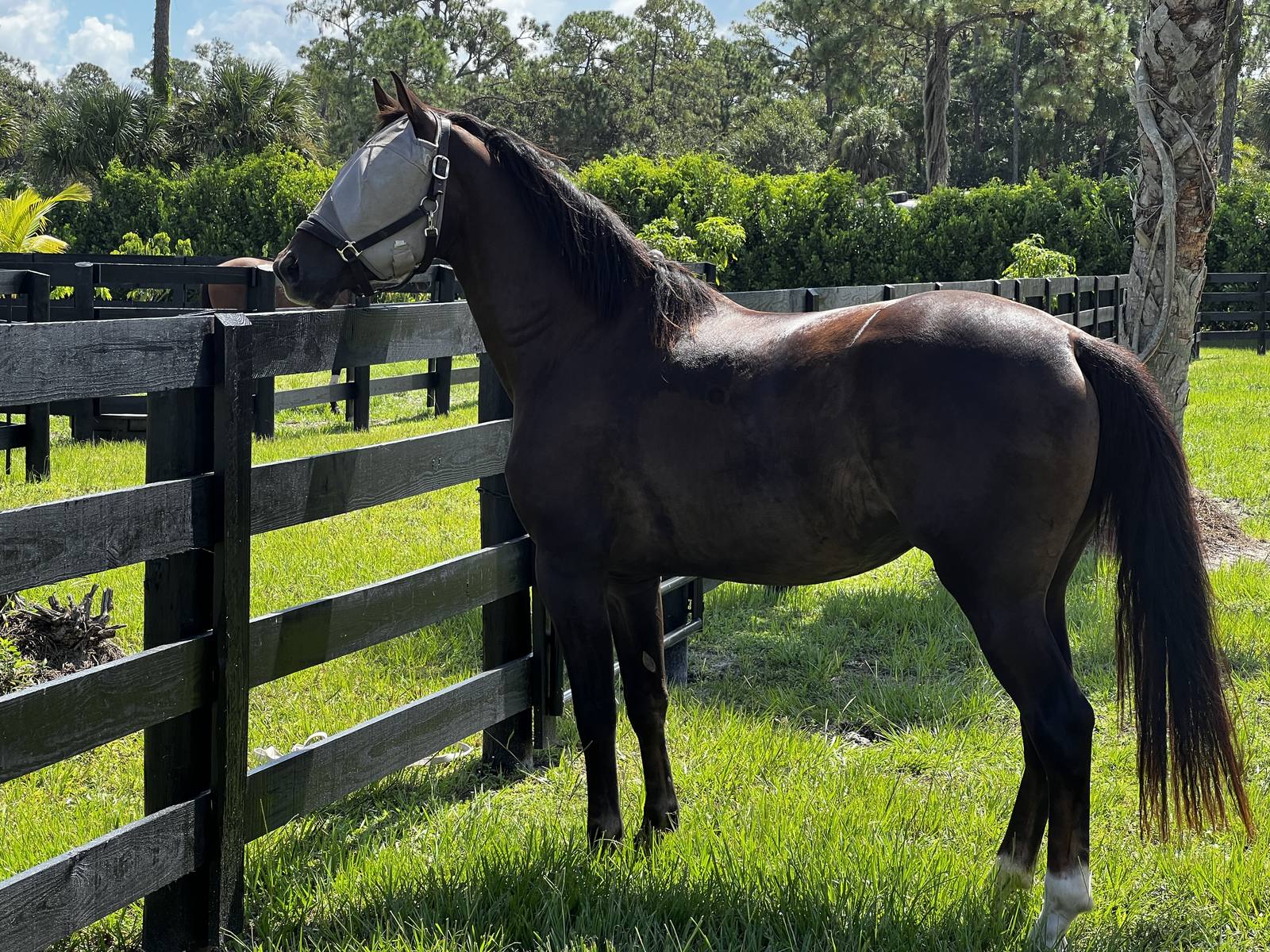 A horse at the paddock fence