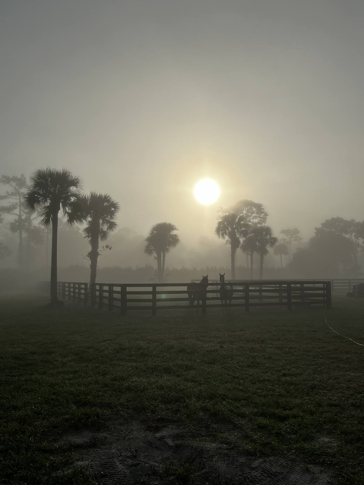Horses at the fence on a foggy morning