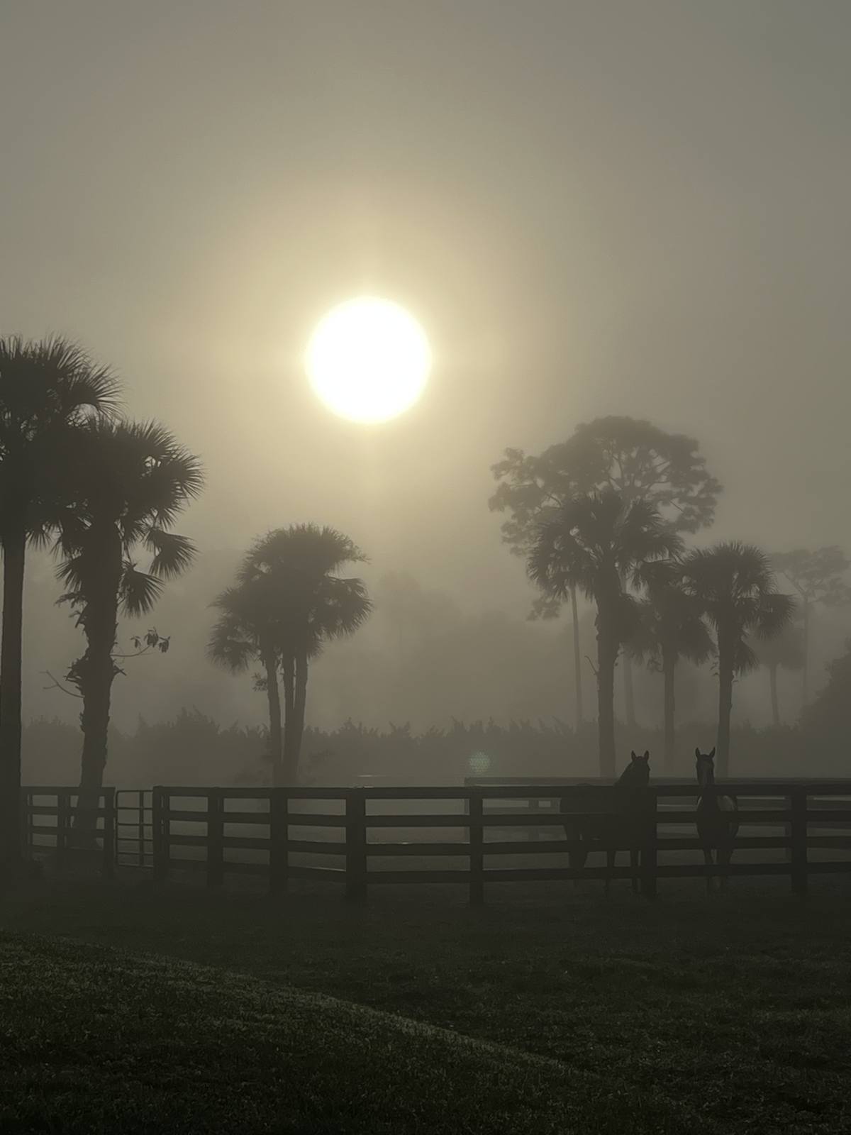 Sunrise through the fog over the paddocks