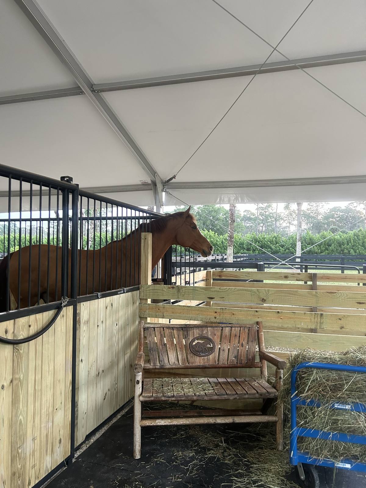 A horse looking out from a Tent Barn stall toward the paddocks