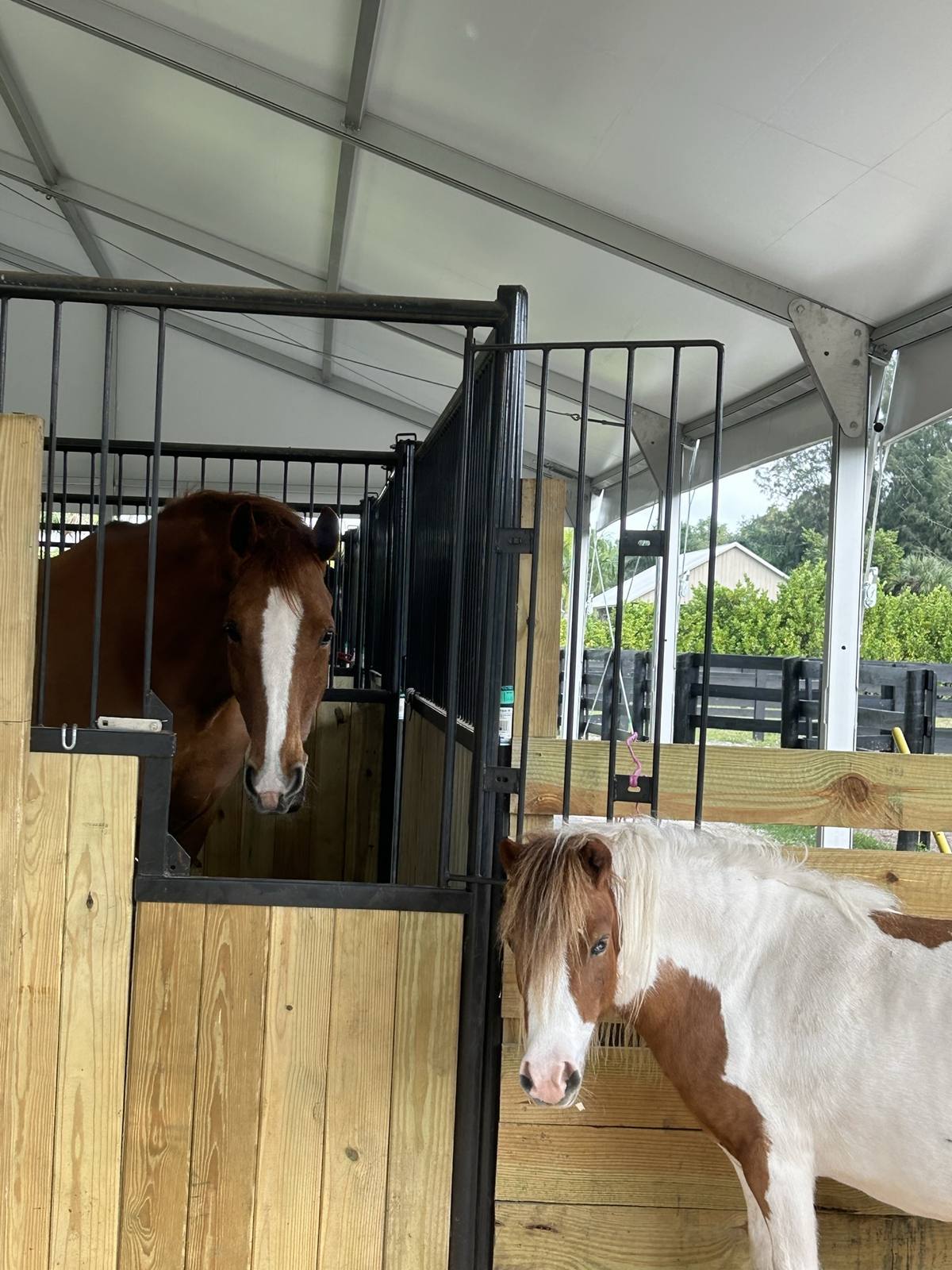 A horse and pony at their Tent Barn stalls