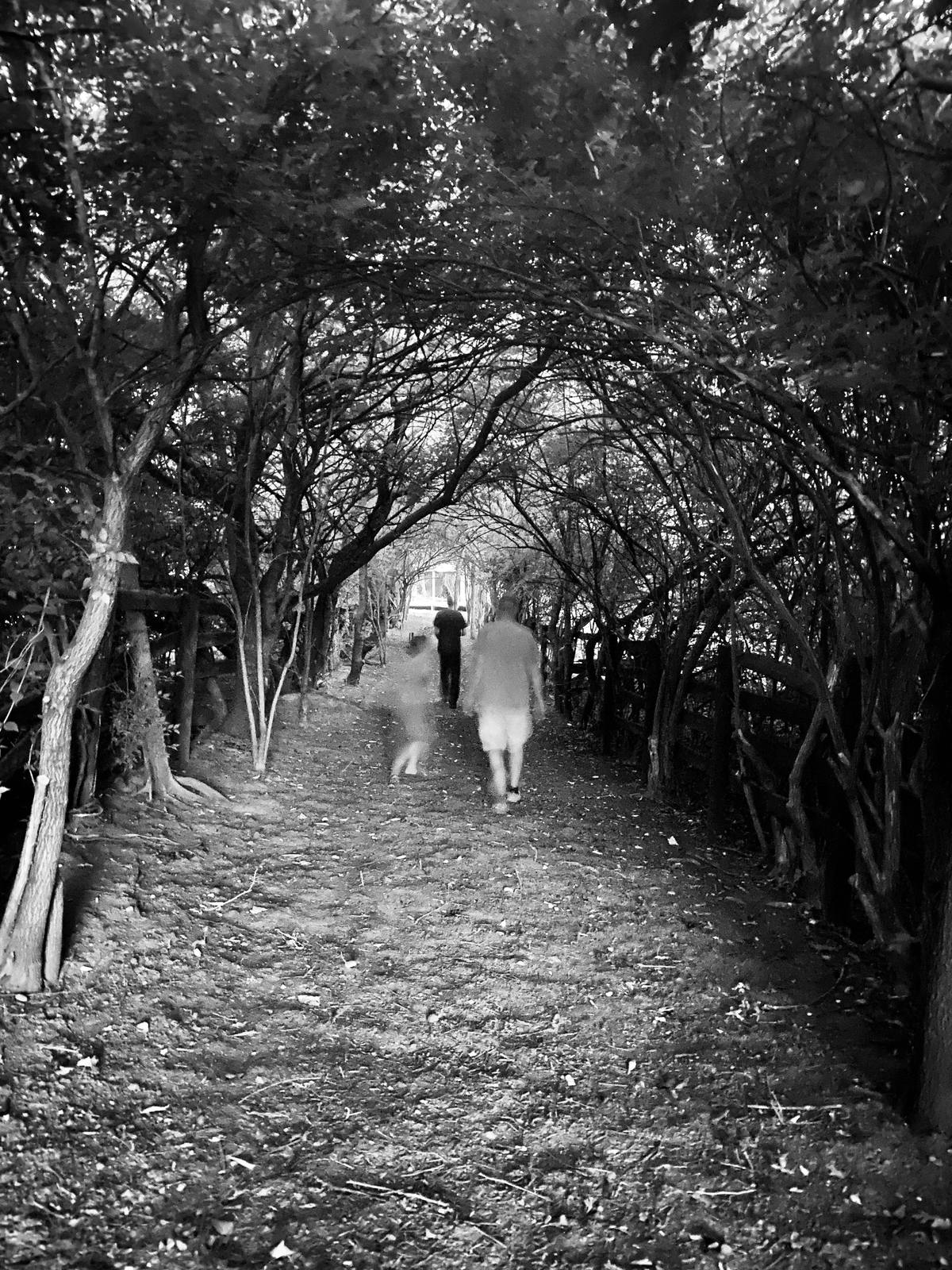A wooded path on the grounds, black and white