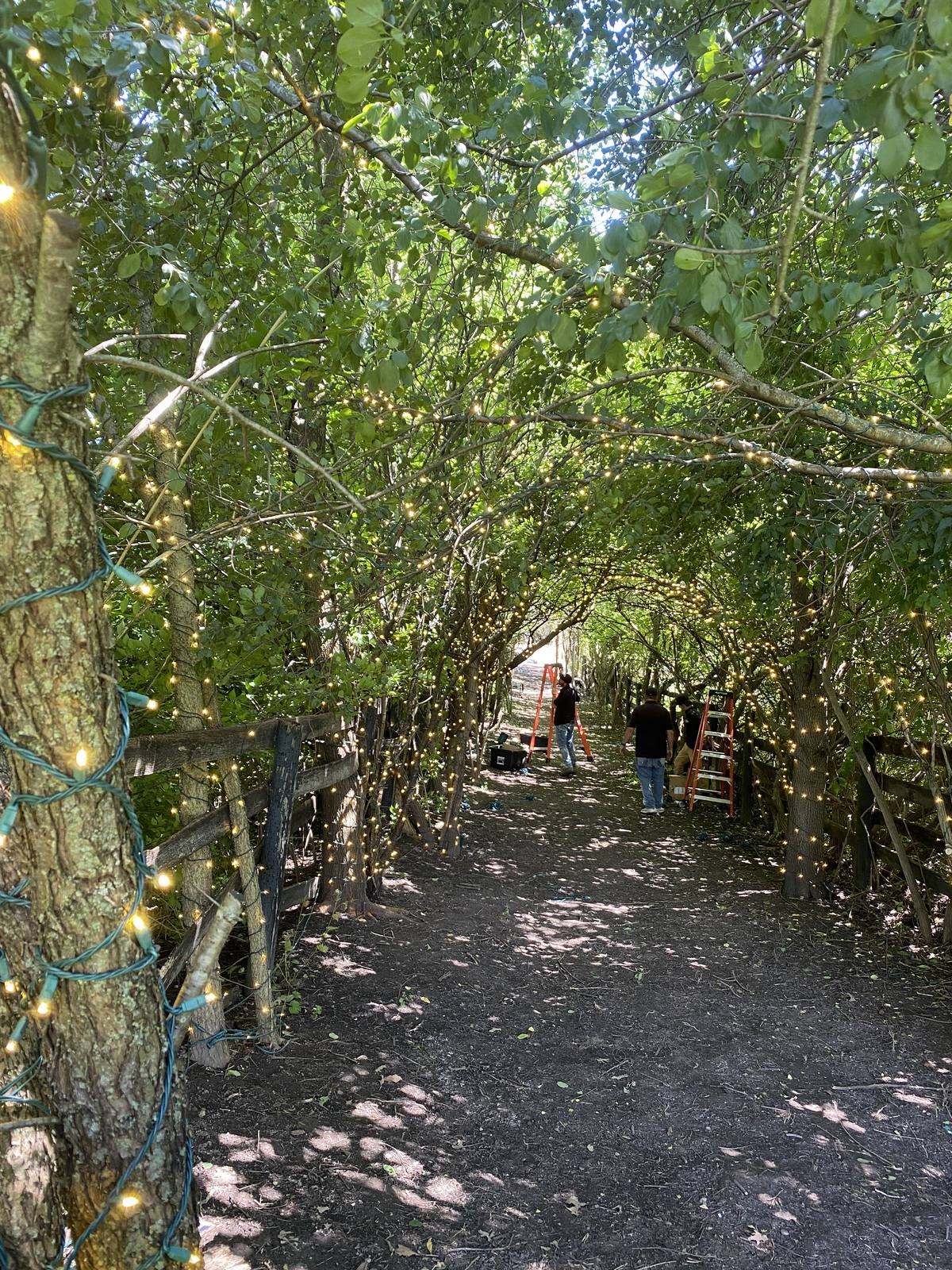 The tree-canopy path