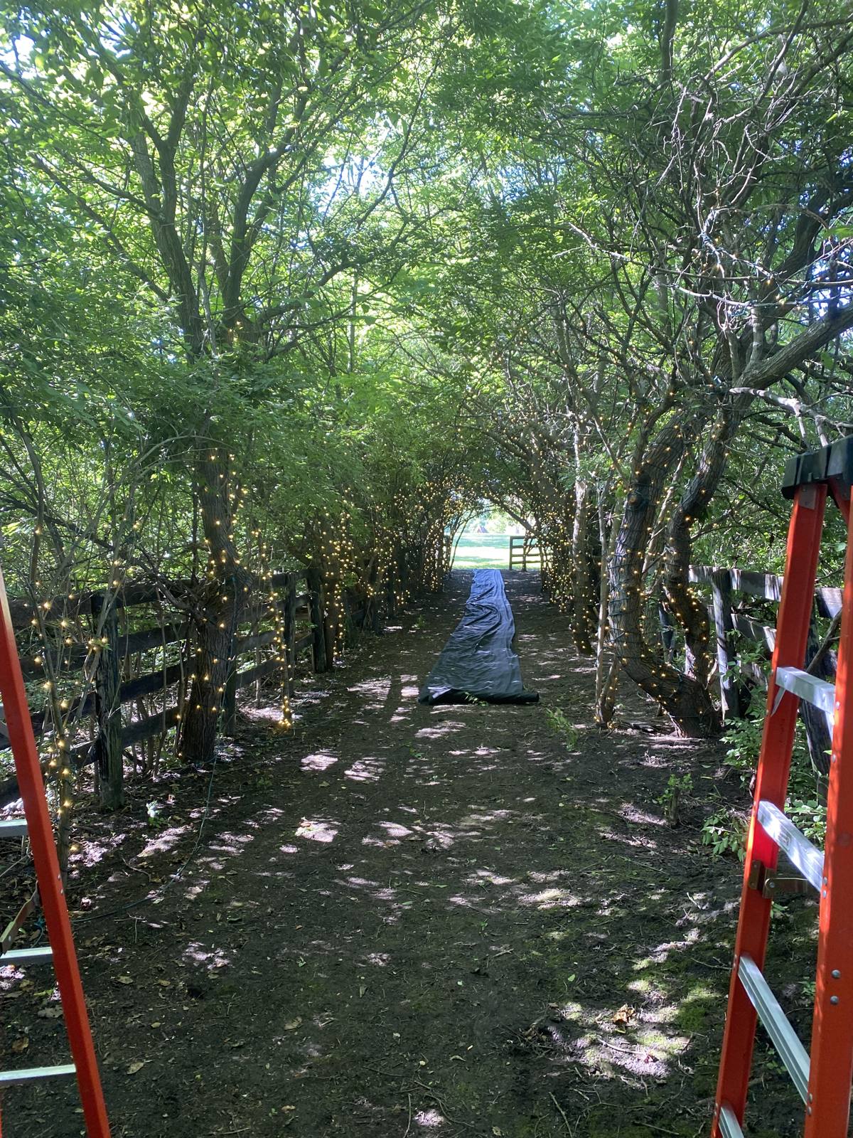 Prepping the tree-lined canopy path before the event