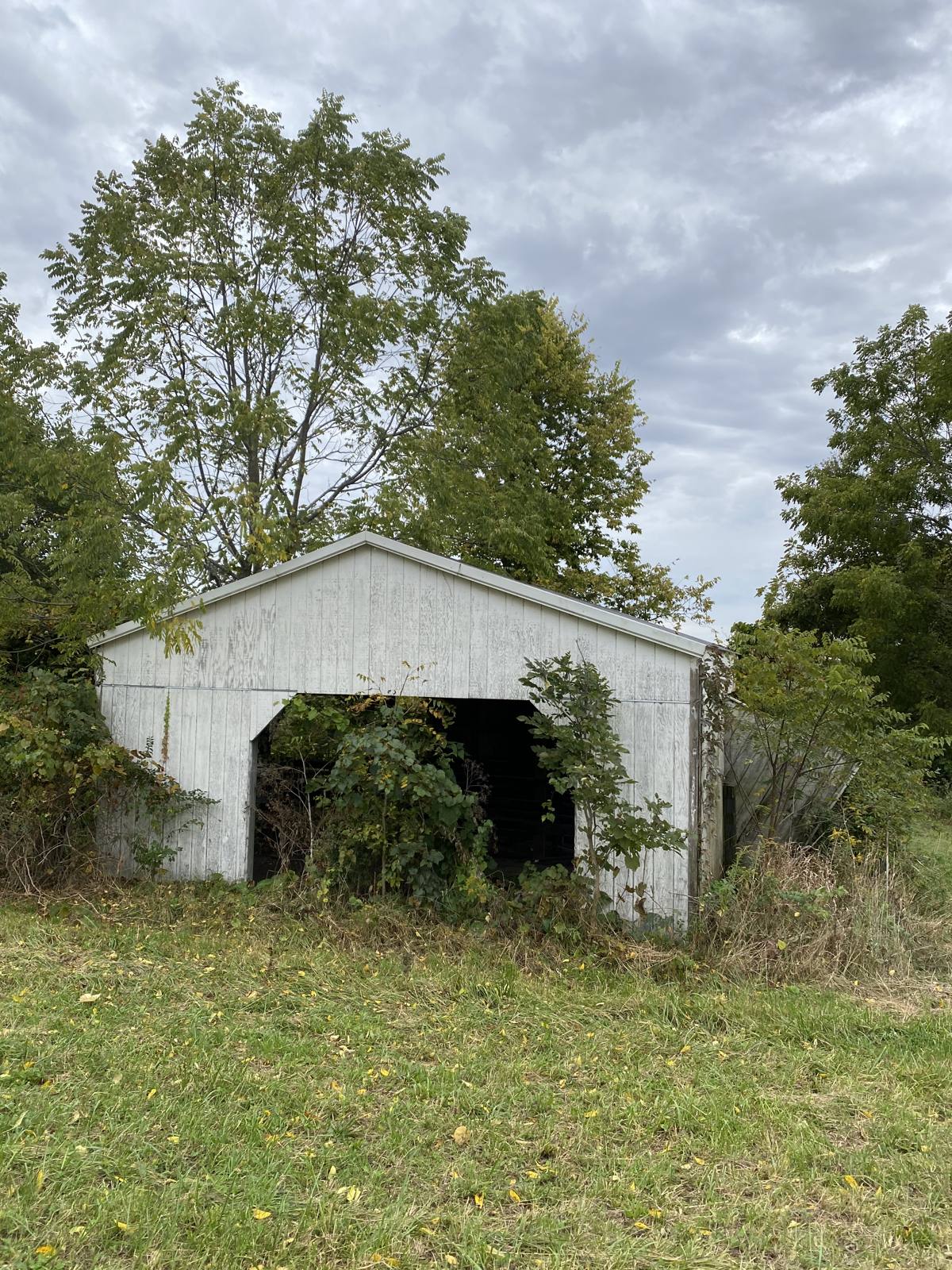 The old white shed standing overgrown before the rebuild