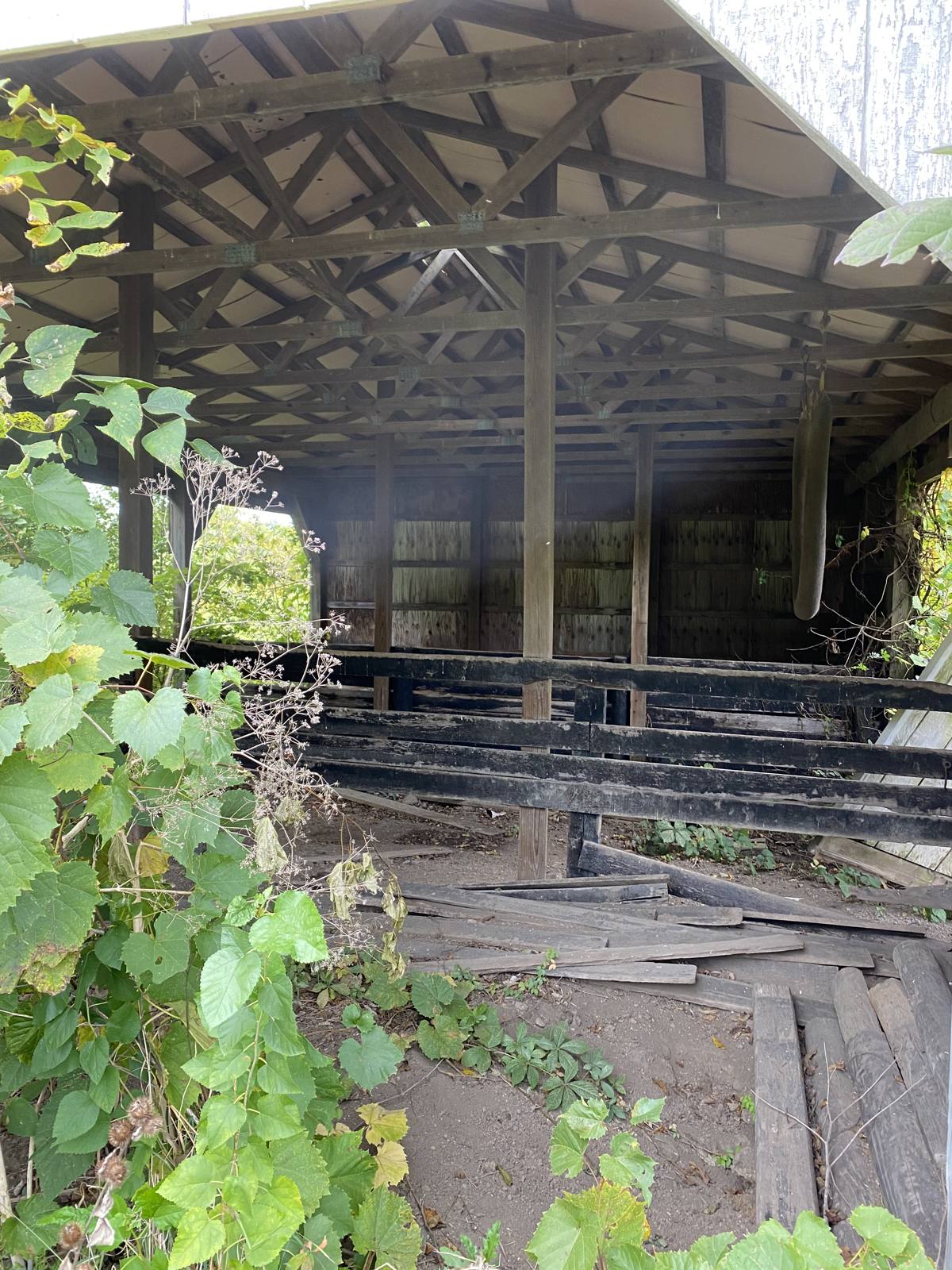 The storm-damaged shed with a collapsed roof and overgrowth inside