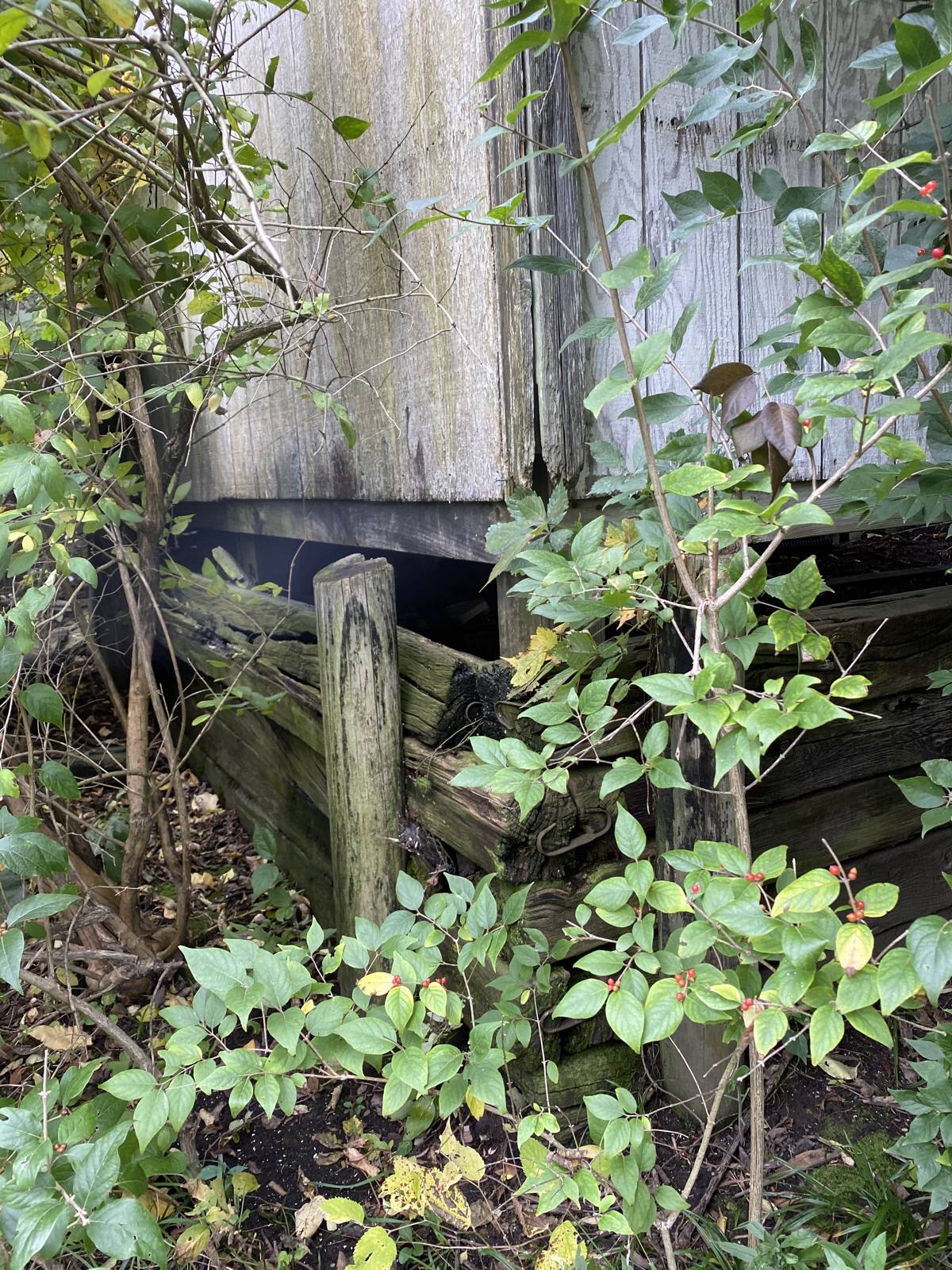 Weathered barn siding reclaimed by vines