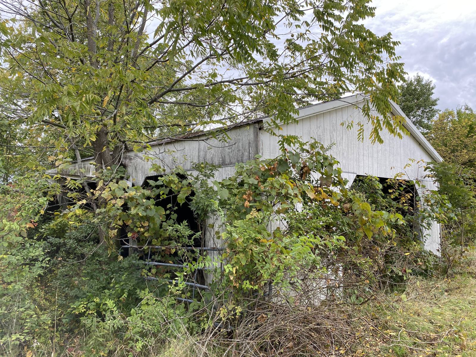 The derelict barn overgrown with brush and trees